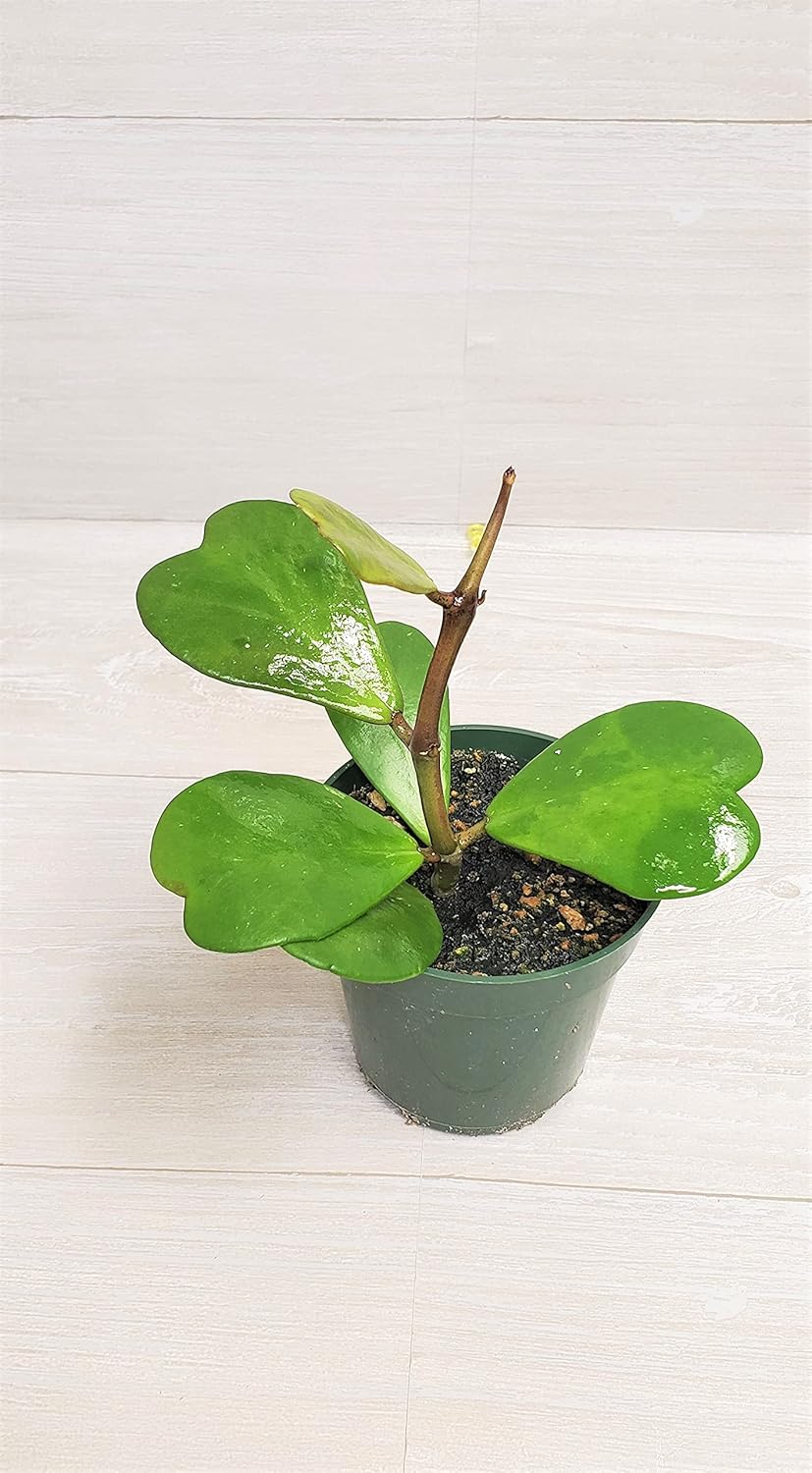 4" Live House Plants F57278
