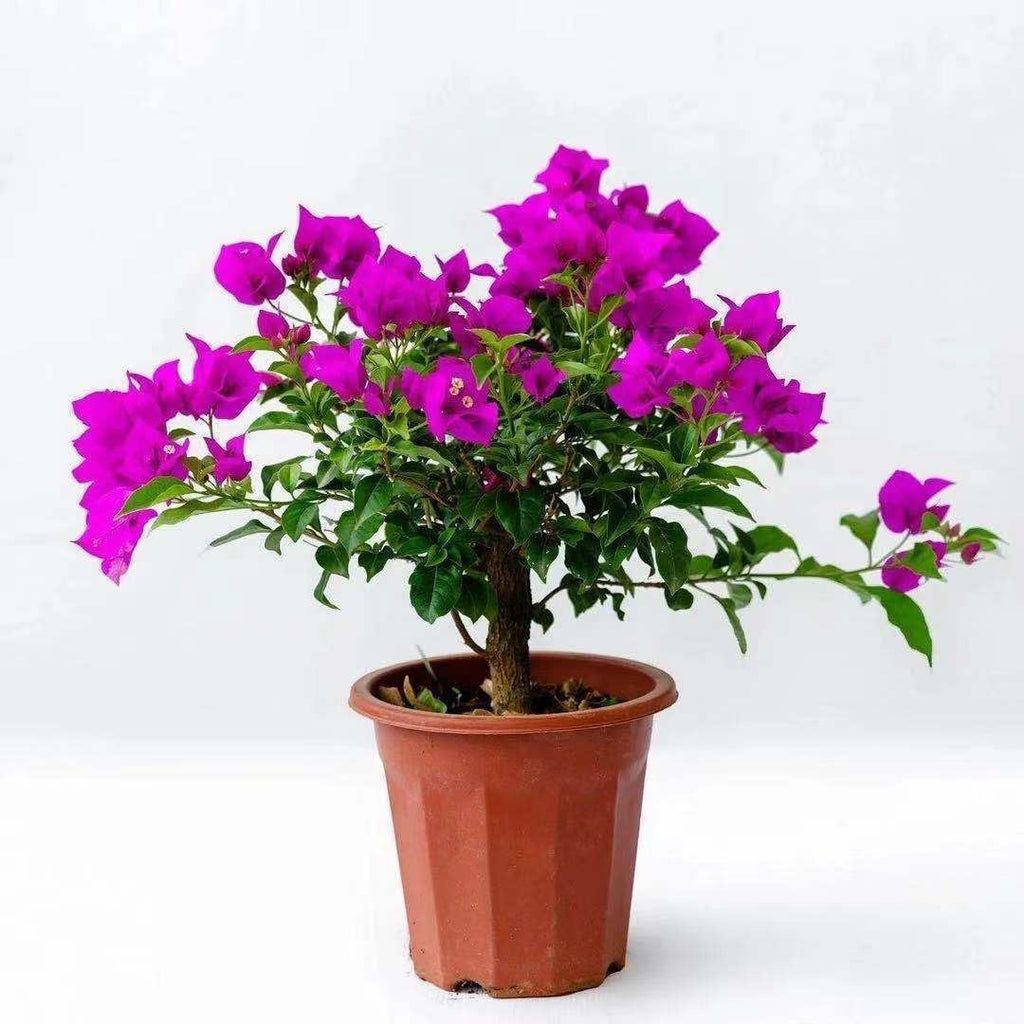 8inch Tall Small Leaf Bougainvillea Flower Vine P4826