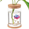 Clear Glass Betta Fish Tank G81033