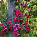 Climbing Rose D3310