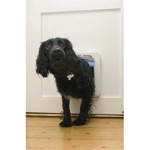 Microchip Pet Door Y190406
