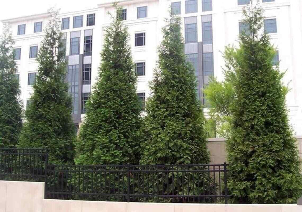 20 Thuja Green Giant Arborvitae Trees 2.5" Pots H595836