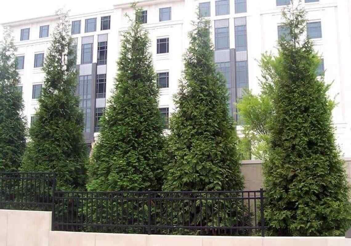 20 Thuja Green Giant Arborvitae Trees 2.5" Pots H595836