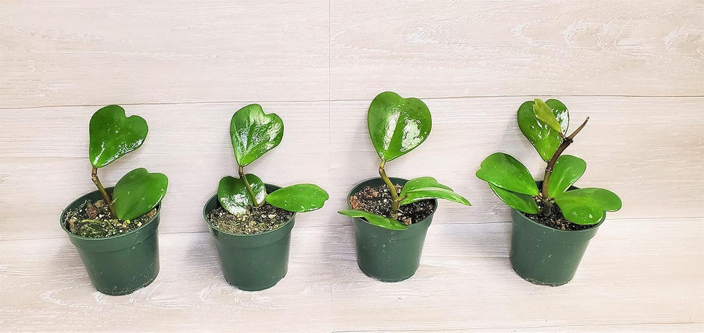 4" Live House Plants F57278