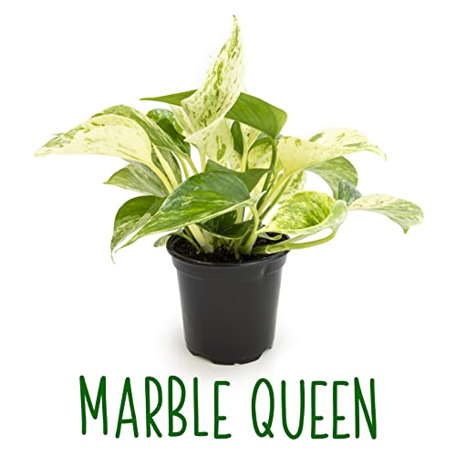 4PK Live Pothos Indoor Houseplants C5908