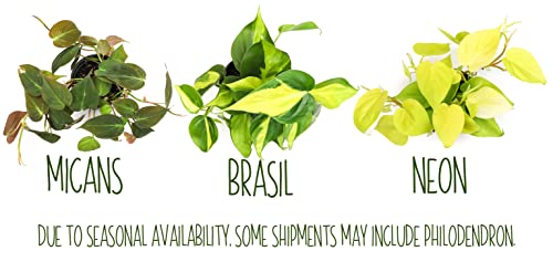 4PK Live Pothos Indoor Houseplants C5908