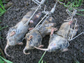 Stainless steel Gopher Trap J249737