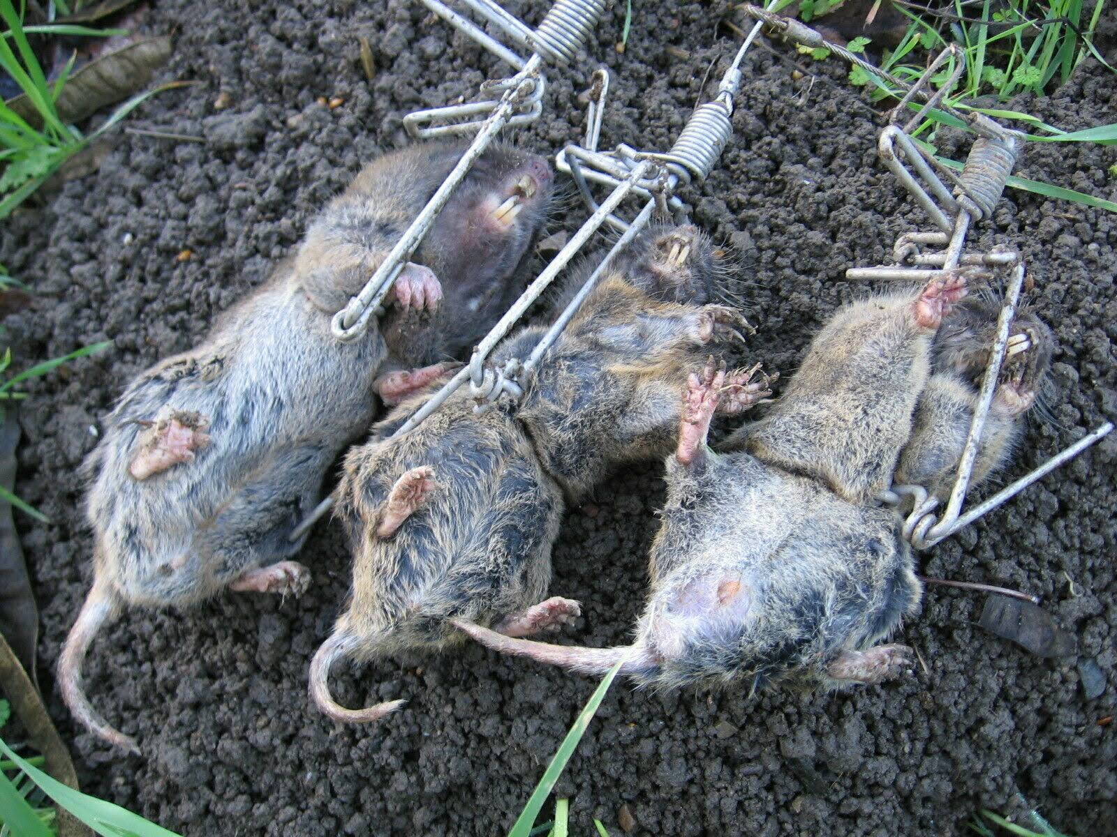 Stainless steel Gopher Trap J249737