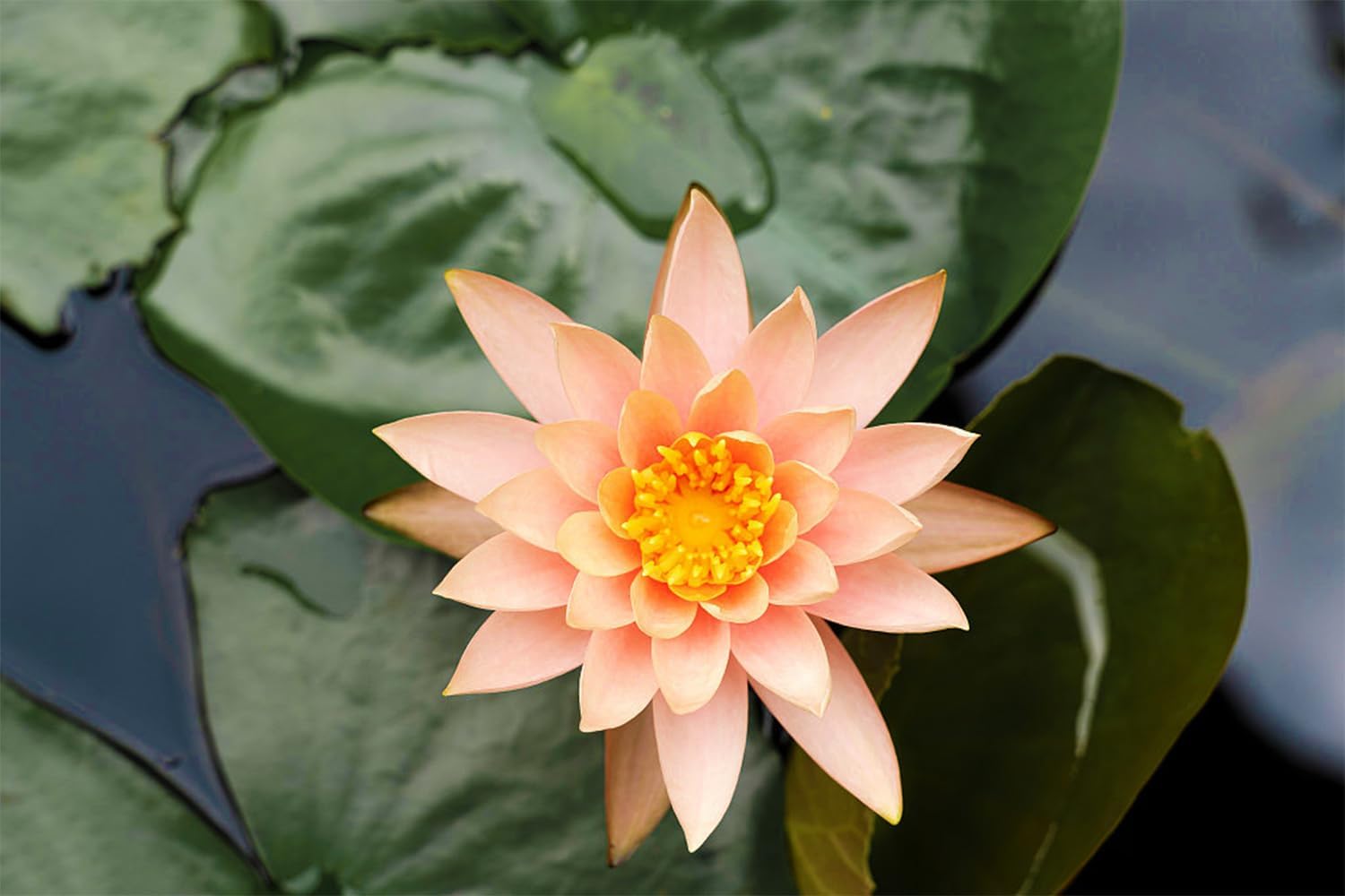 Mixed Bowl Lotus Seeds for Planting T94569