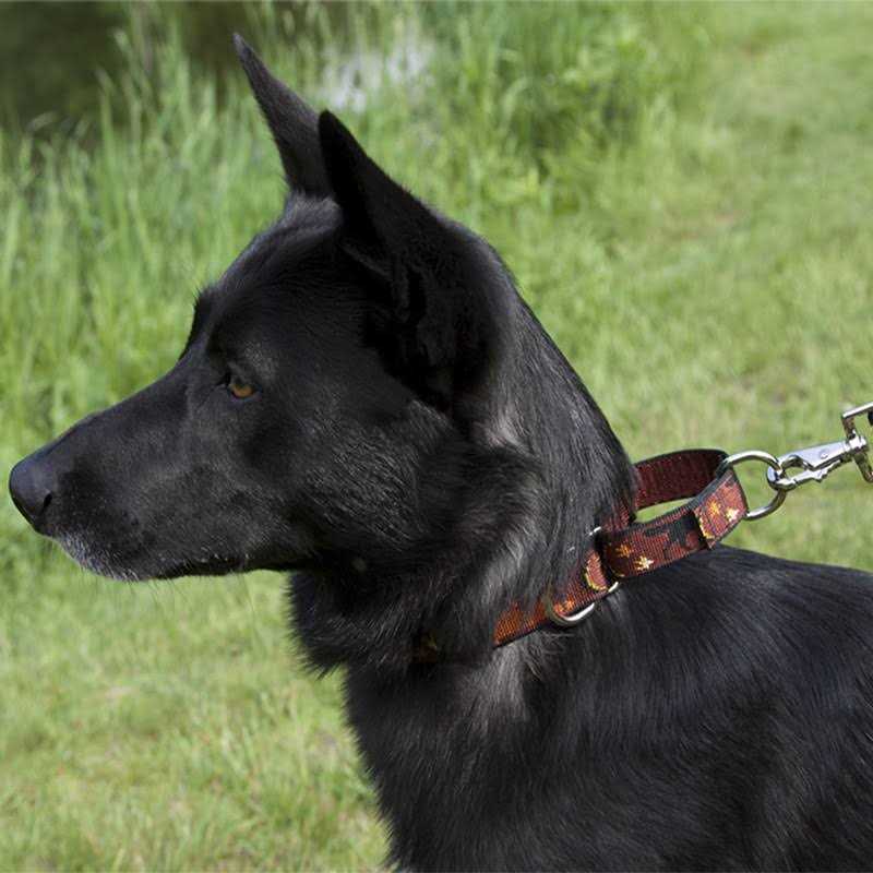 Martingale Collar W463