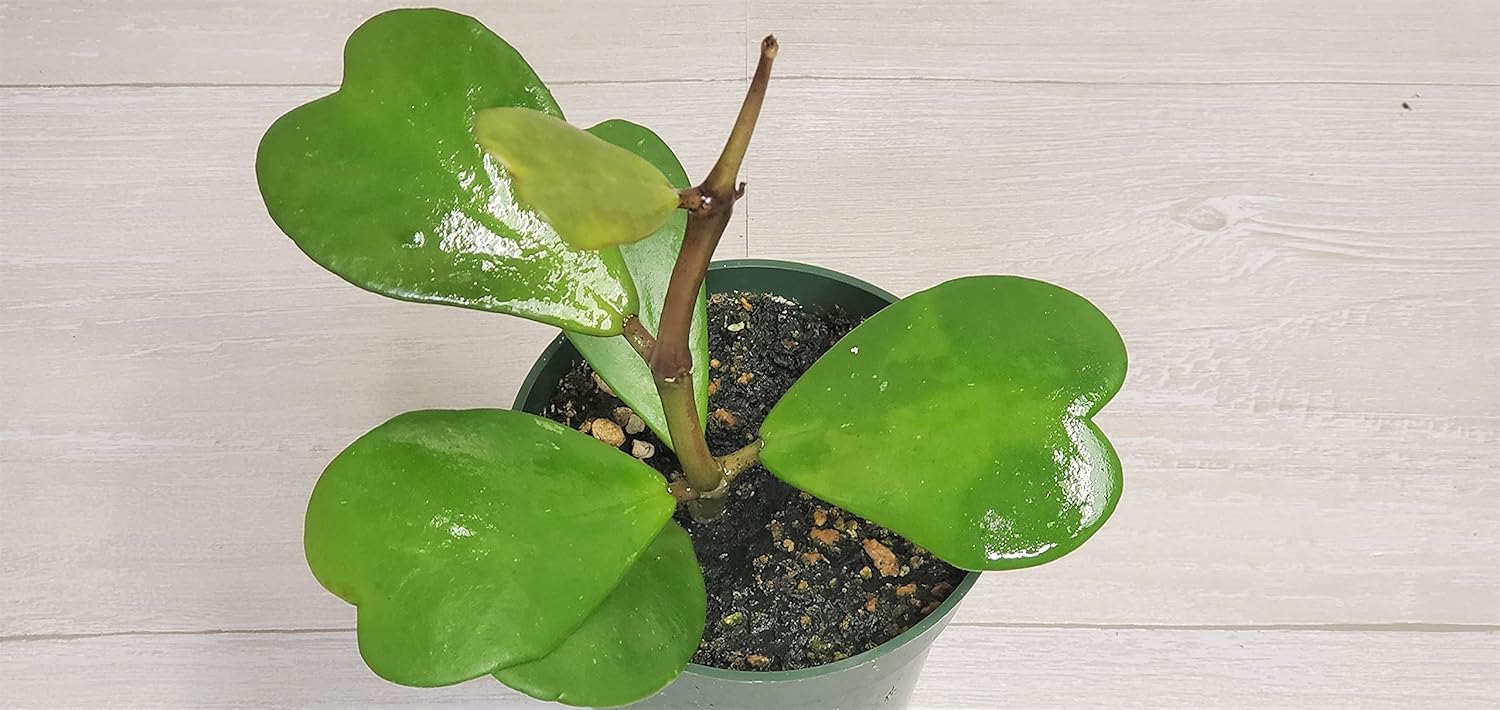 4" Live House Plants F57278