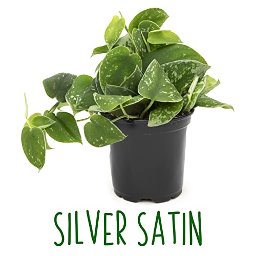 4PK Live Pothos Indoor Houseplants C5908