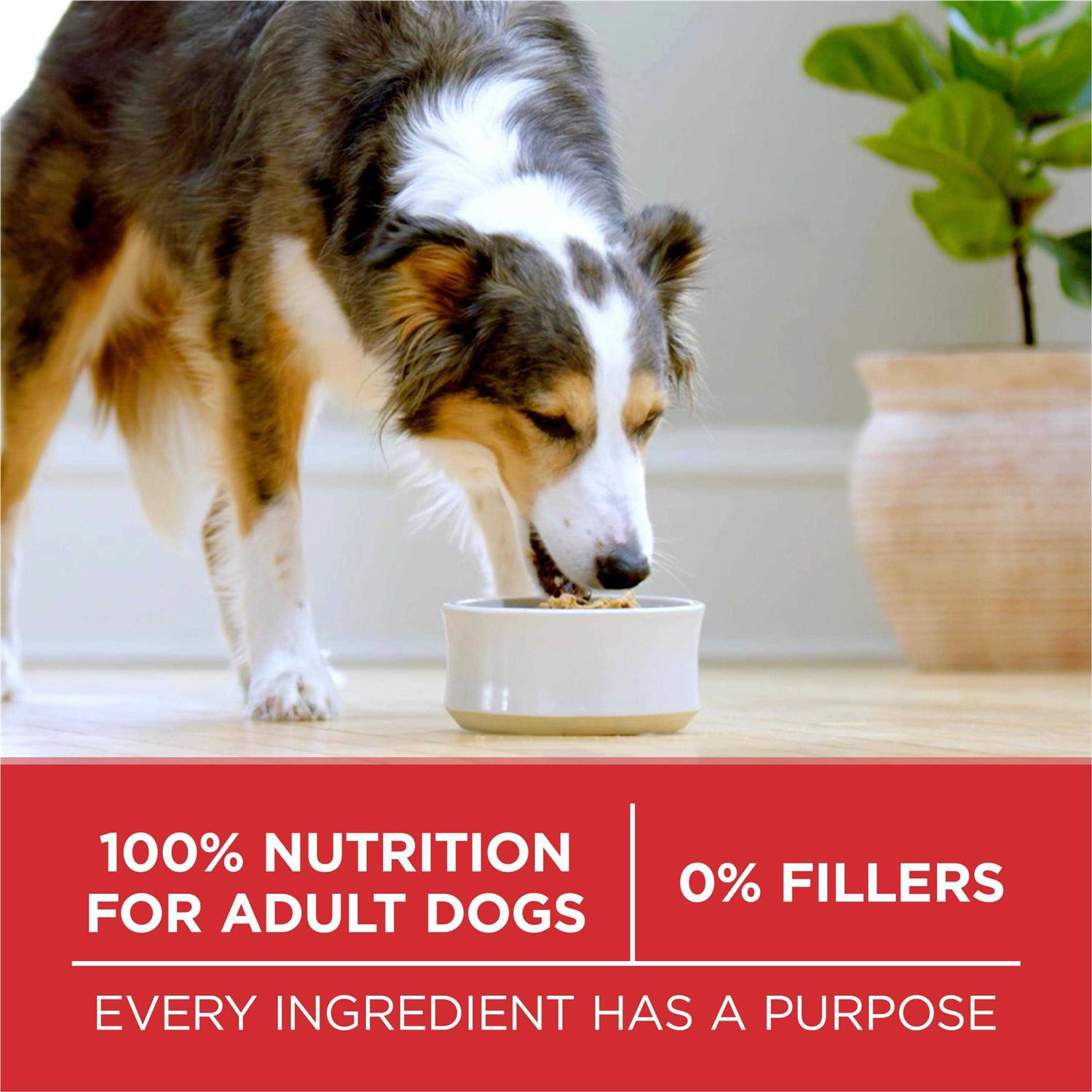 Small Bites Beef & Rice Formula Dry Dog Food Z93106
