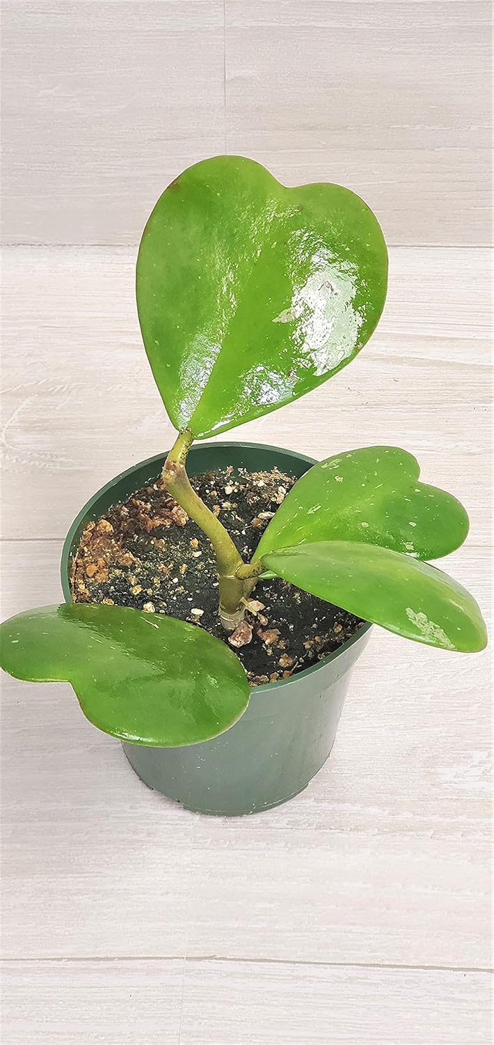 4" Live House Plants F57278