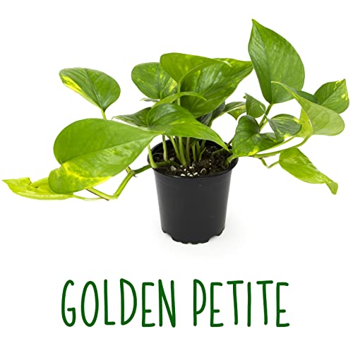 4PK Live Pothos Indoor Houseplants C5908