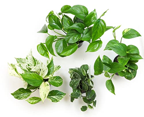 4PK Live Pothos Indoor Houseplants C5908