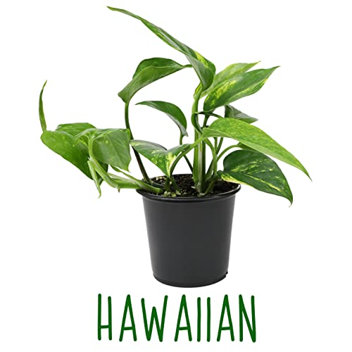4PK Live Pothos Indoor Houseplants C5908