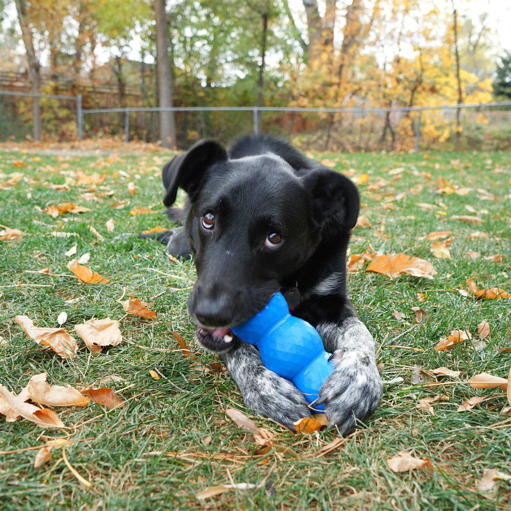 Genius Mike Dog Toy X922656