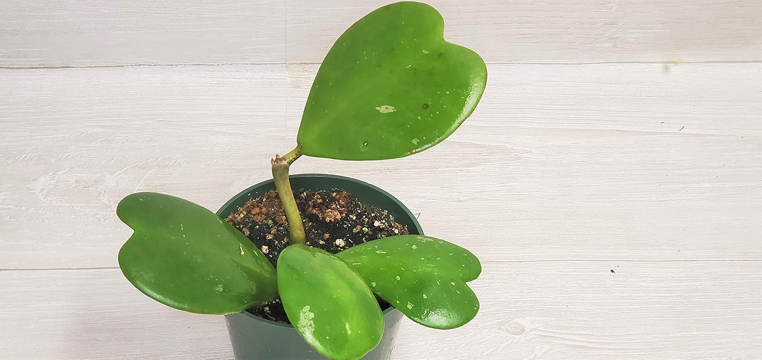 4" Live House Plants F57278