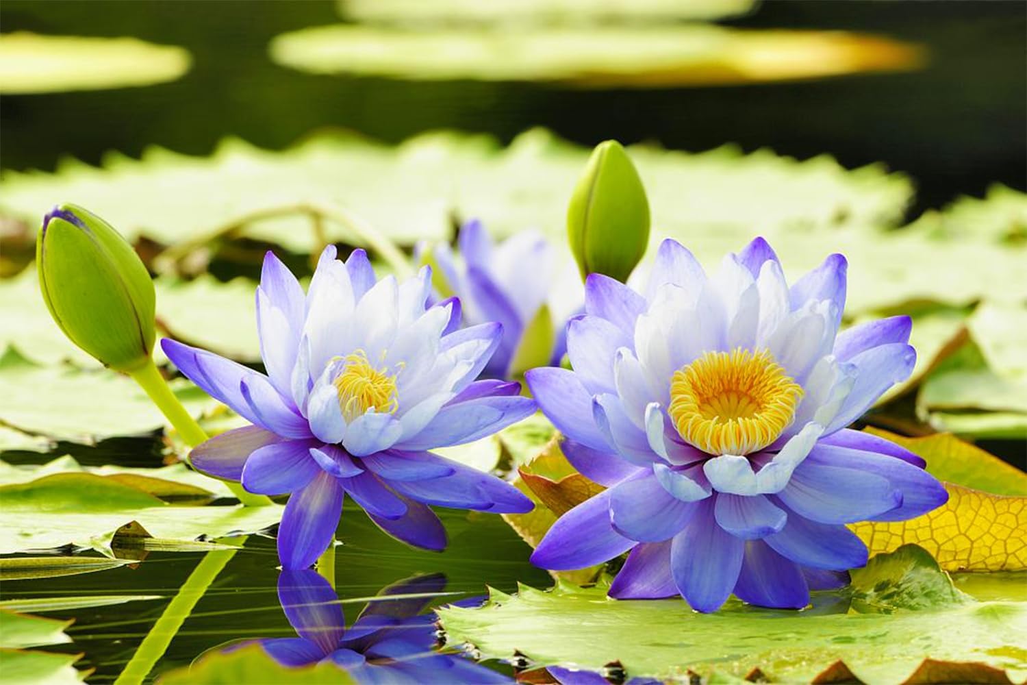 Mixed Bowl Lotus Seeds for Planting T94569