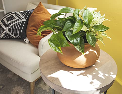 4PK Live Pothos Indoor Houseplants C5908