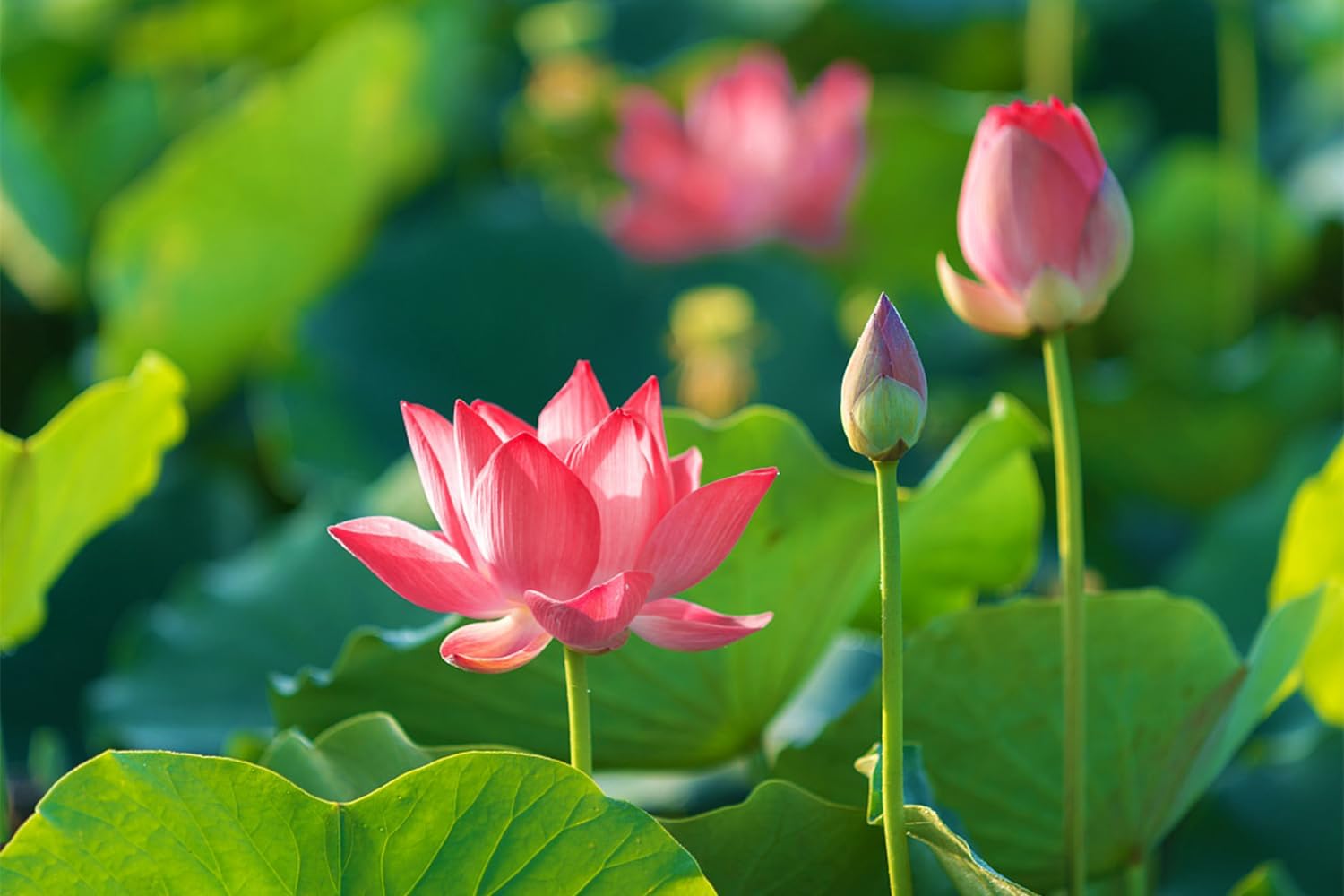 Mixed Bowl Lotus Seeds for Planting T94569
