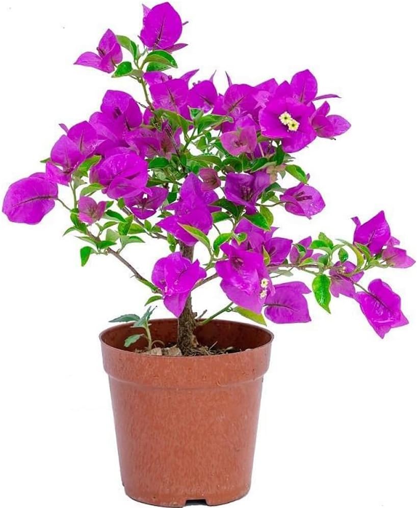 8inch Tall Small Leaf Bougainvillea Flower Vine P4826