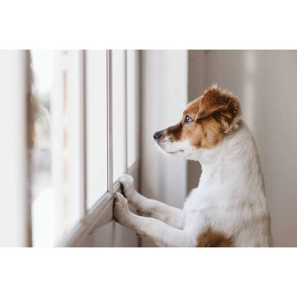 Freeze Dried Raw Dog Food K985