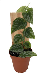 Monstera dubia - 4" Pot O54537
