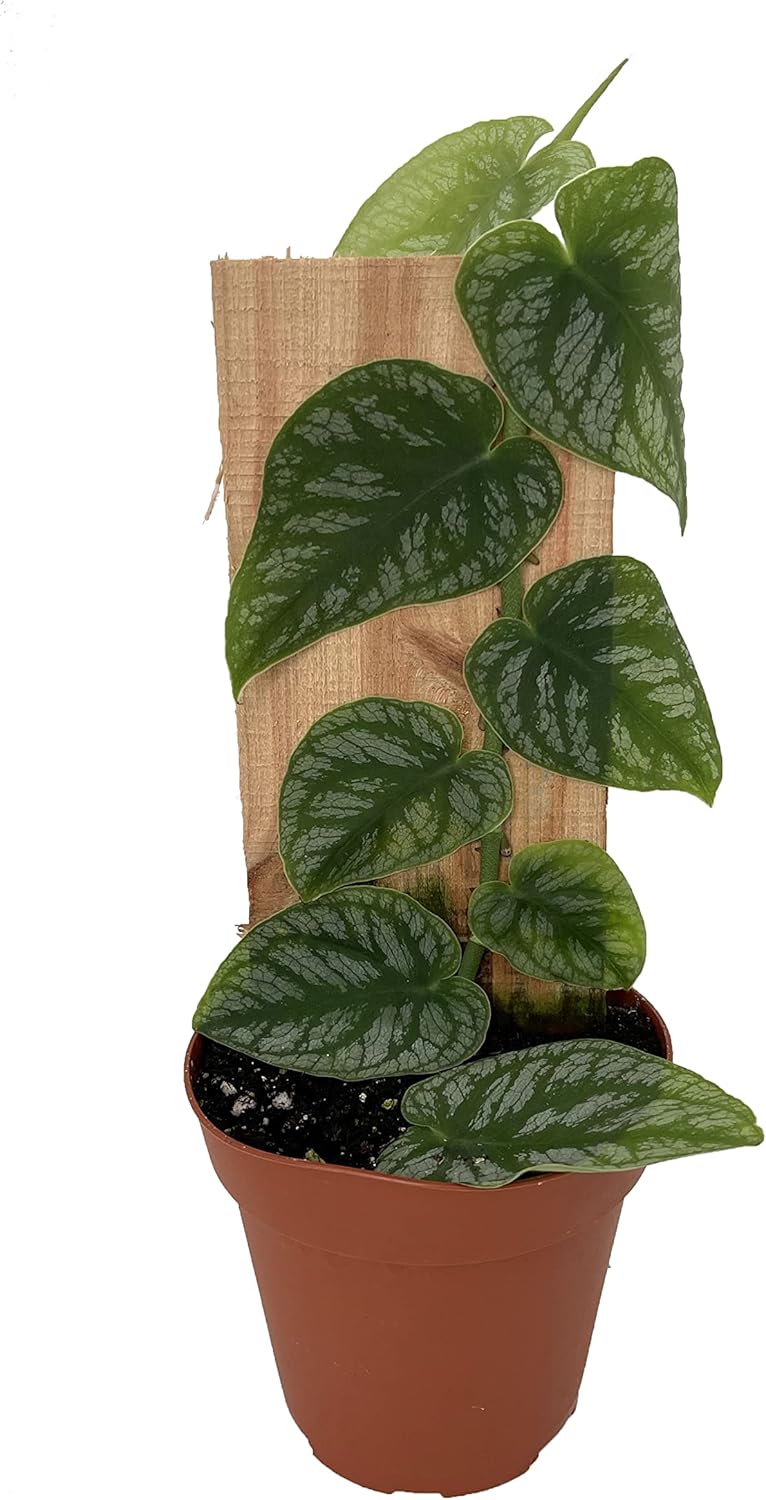 Monstera dubia - 4" Pot O54537