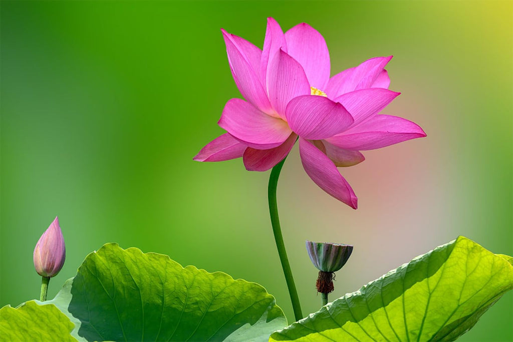Mixed Bowl Lotus Seeds for Planting T94569