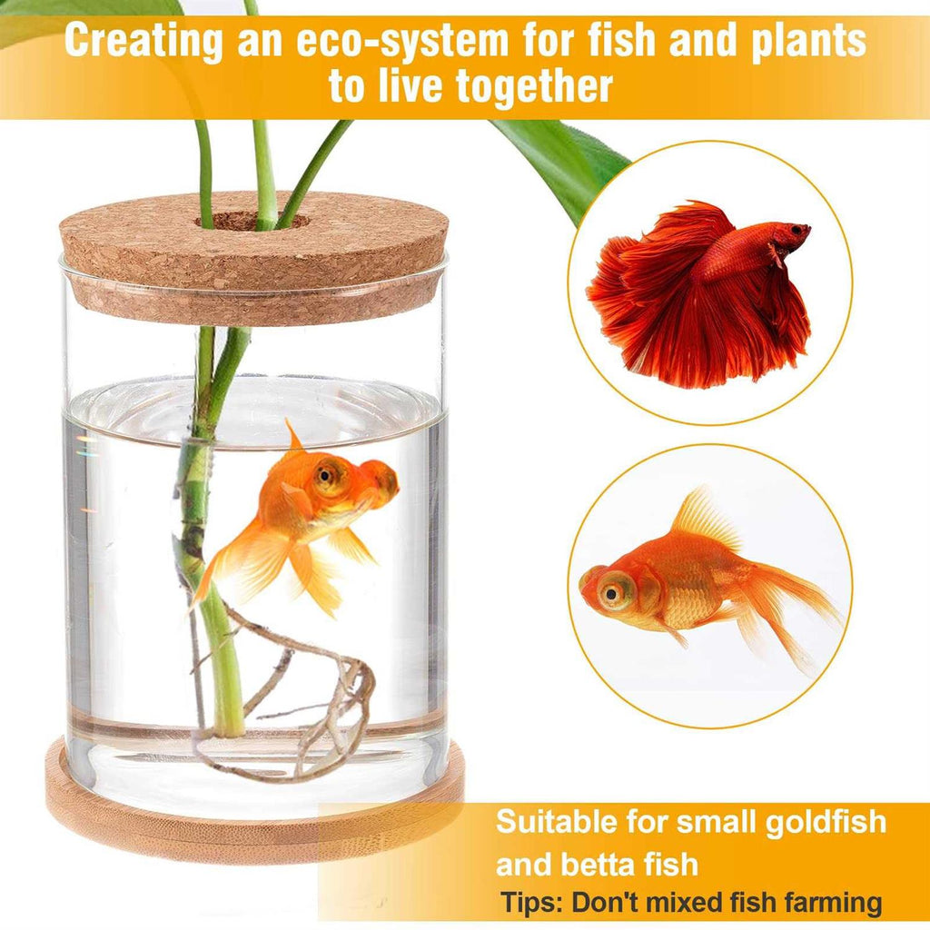 Clear Glass Betta Fish Tank G81033