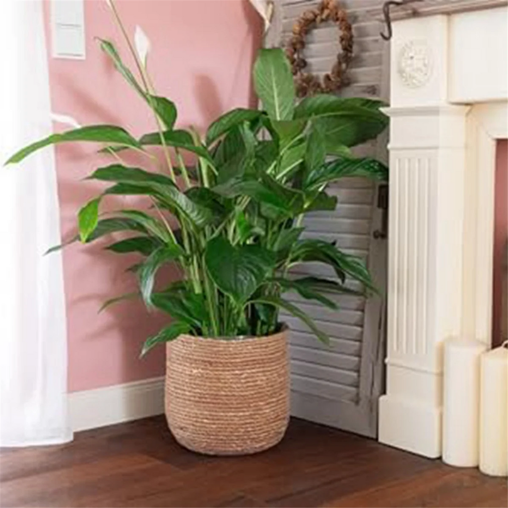 Seagrass Woven Plant Pot with Plastic Film Insert D2723