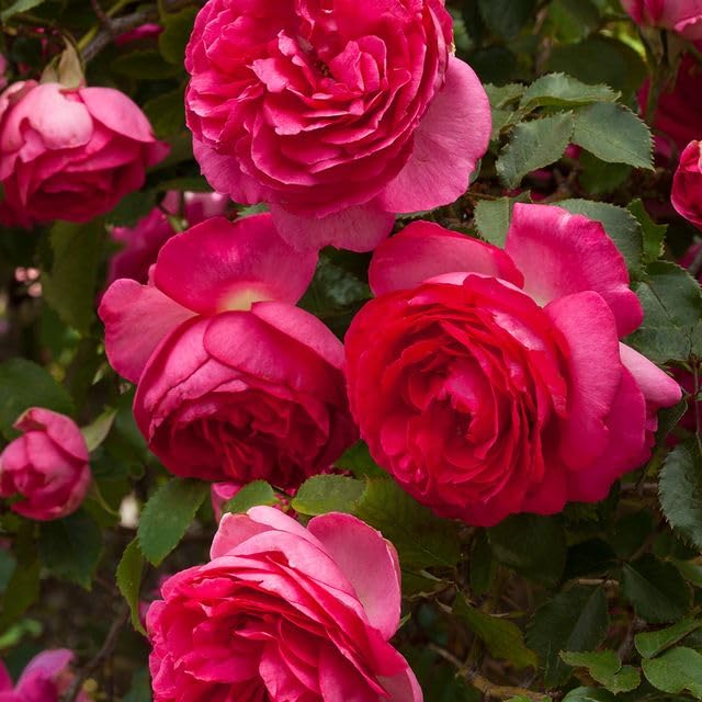 Climbing Rose D3310