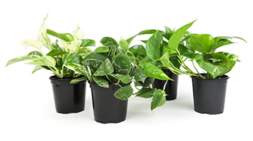 4PK Live Pothos Indoor Houseplants C5908