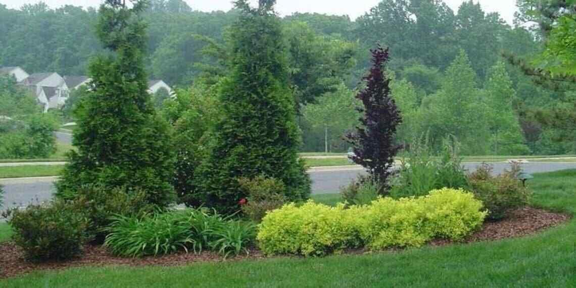 20 Thuja Green Giant Arborvitae Trees 2.5" Pots H595836