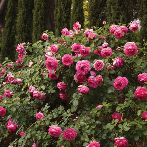 Climbing Rose D3310