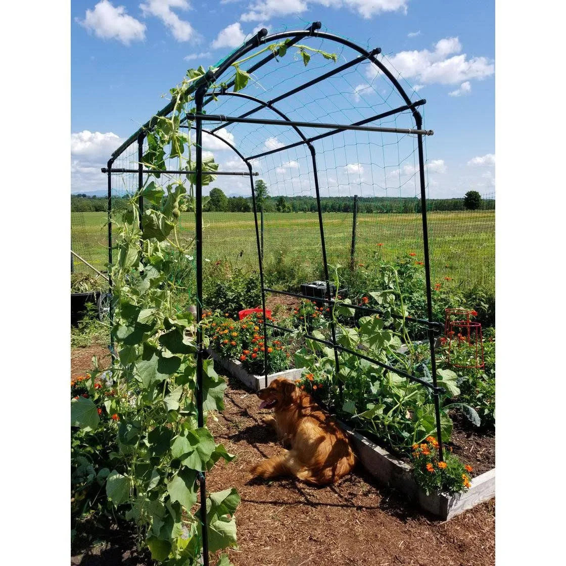 Lightweight Metal Garden Trellis G589
