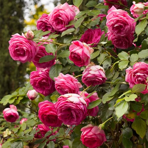 Climbing Rose D3310