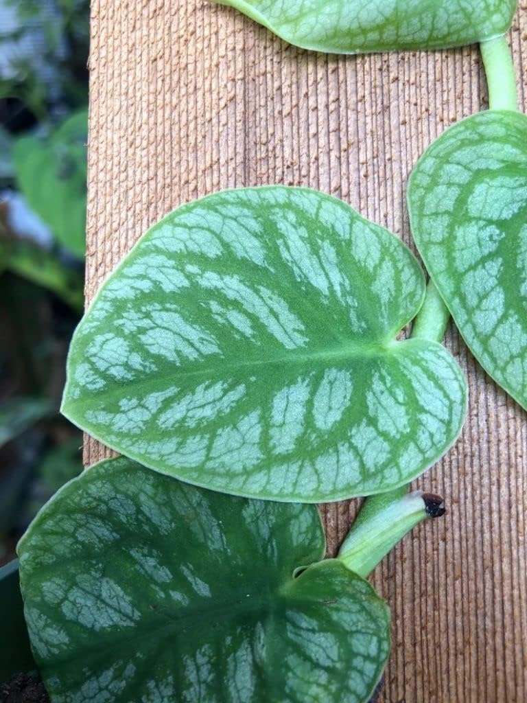 Monstera dubia - 4" Pot O54537