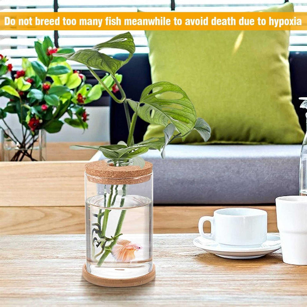 Clear Glass Betta Fish Tank G81033
