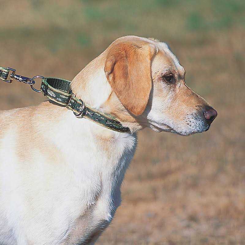 Martingale Collar W463