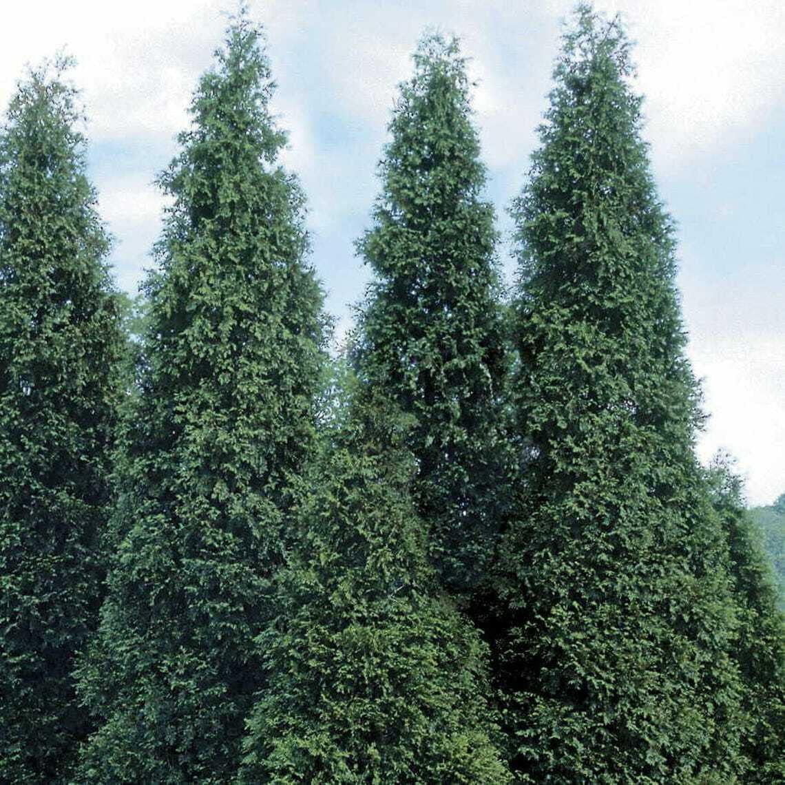 20 Thuja Green Giant Arborvitae Trees 2.5" Pots H595836