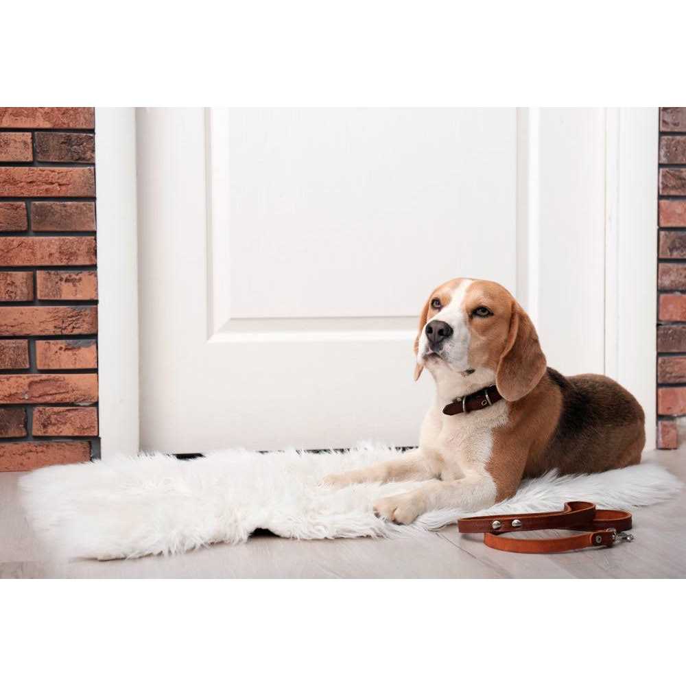 Freeze Dried Raw Dog Food K985