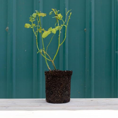 Climbing Rose D3310
