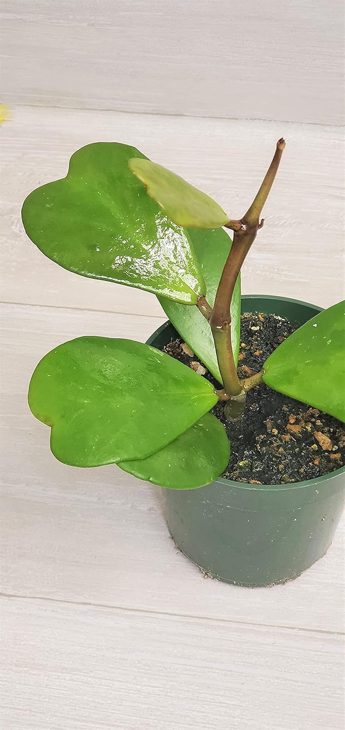 4" Live House Plants F57278
