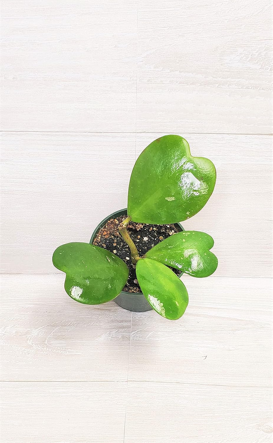 4" Live House Plants F57278