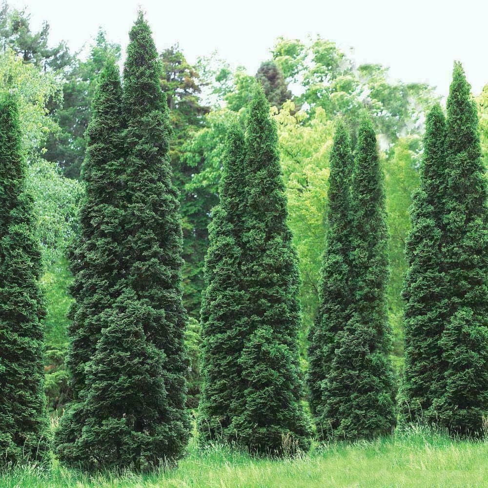 20 Thuja Green Giant Arborvitae Trees 2.5" Pots H595836