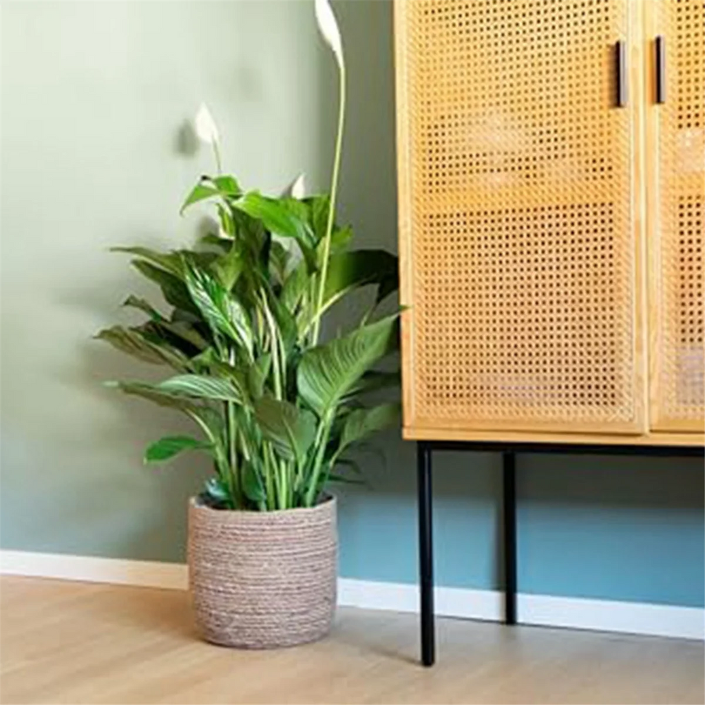 Seagrass Woven Plant Pot with Plastic Film Insert D2723