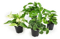 4PK Live Pothos Indoor Houseplants C5908